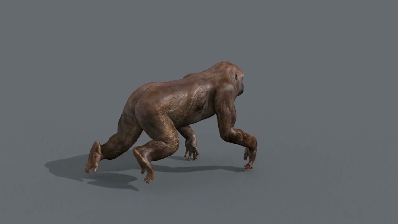 Gigantopithecus 8K- 3d animated 3D Model