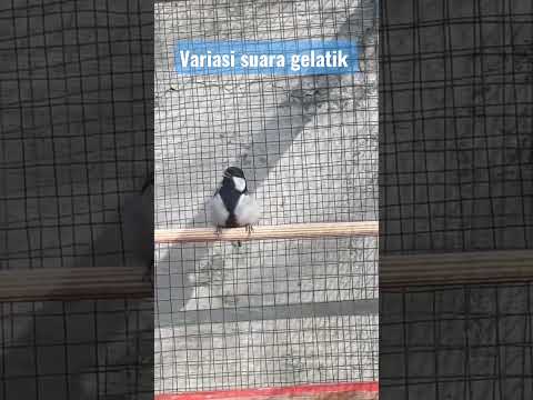 Variasi suara gelatik