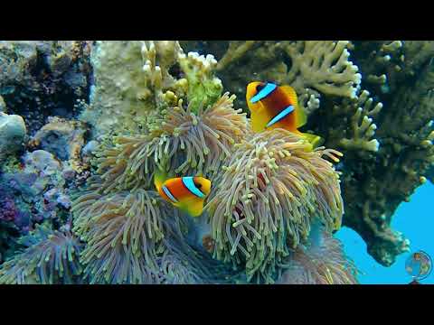 The  Amazing  Underwater World of the Red Sea - Beautiful Coral, Reef Fish,  Relax and  Music.