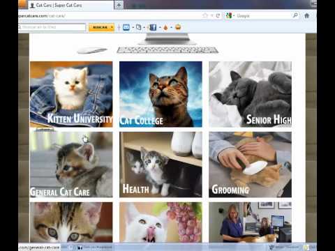 cat care video intro