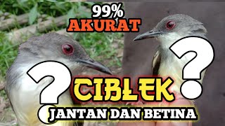 Download lagu 99% CARA PALING AKURAT MENGETAHUI CIBLEK JANTAN DAN BETINA mp3 Download lagu 99% CARA PALING AKURAT MENGETAHUI CIBLEK JANTAN DAN BETINA mp3