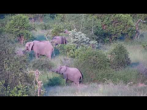Djuma: Small Elephant group - 17:45 - 03/08/2023
