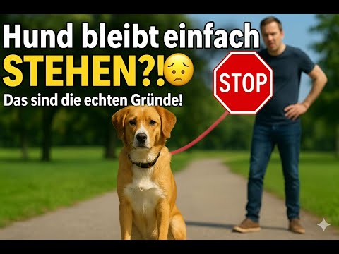 Mein Hund bleibt beim Gassi gehen stehen und geht nicht weiter 🐕- was kann ich dagegen tun?