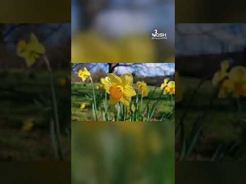 lab pe aati hai ghazal most beautiful flowers. #gazal #trending