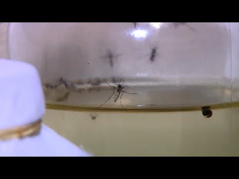 Vigilância Epidemiológica recolhe quase uma tonelada de lixo com larvas de dengue