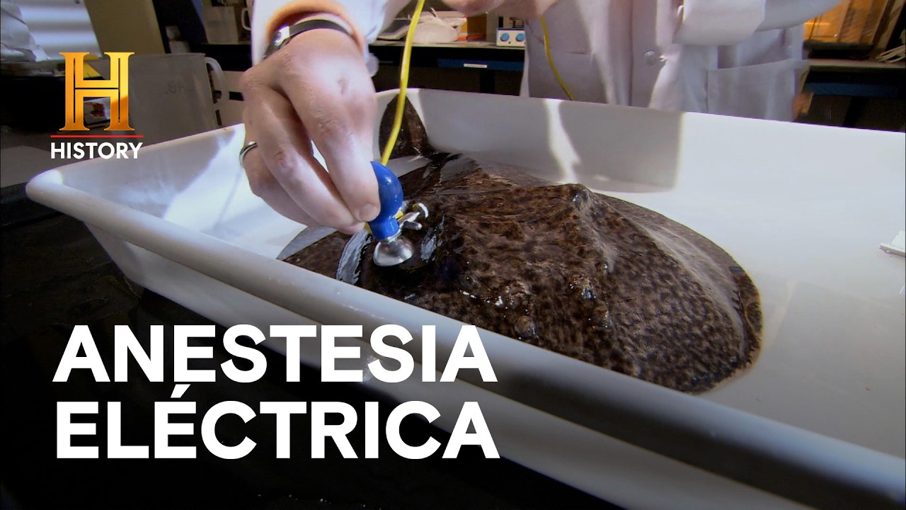 EL ANIMAL QUE LOS ROMANOS USABAN COMO ANESTESIA ⚡ - INVENTOS DE LA ANTIGÜEDAD