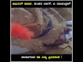 Shankar Nag Super Comedy Short From Naa Ninna Preethisuve Sgvdigital Kannadashorts Shorts
