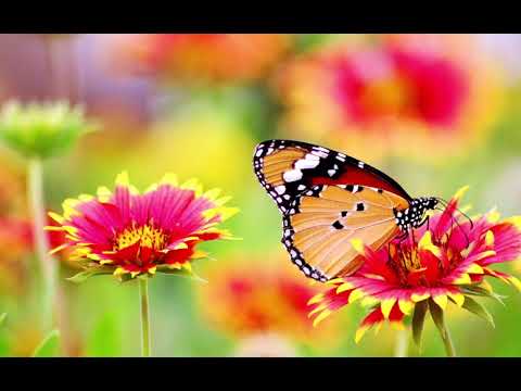 La unua kanto en la lingvo - Volapük ( esperanto, gitaro, language Volapyuk )