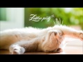 Capital Cities - Kangaroo Court (Shook Remix ...