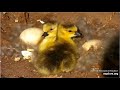 Decorah Goose N2B ~ One Gosling Jumps Safely To Ground! 2 Goslings Are Left Behind In Nest 4.23.24
