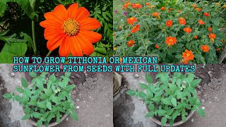 HOW TO GROW TITHONIA OR MEXICAN SUNFLOWER FROM SEEDS WITH FULL UPDATES