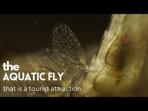 Marvelous mayfly - a micro documentary