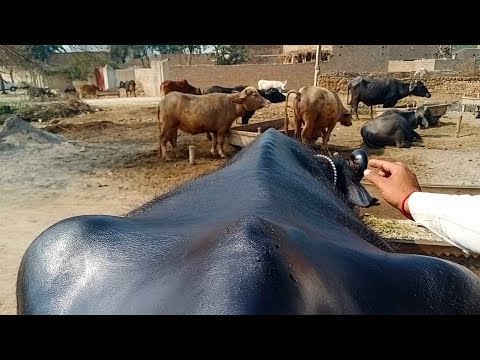 Pure Neeli Ravi Buaffalo Pakpattan Punjab TV -15-2-2022