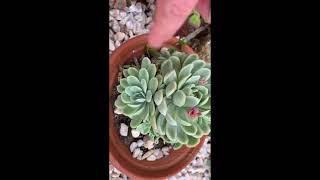  preciso tirar mudas?