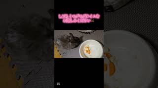 【癒やし】ウサギのモグモグタイムを撮影してみた！【チョコとあんこの成長記録④】