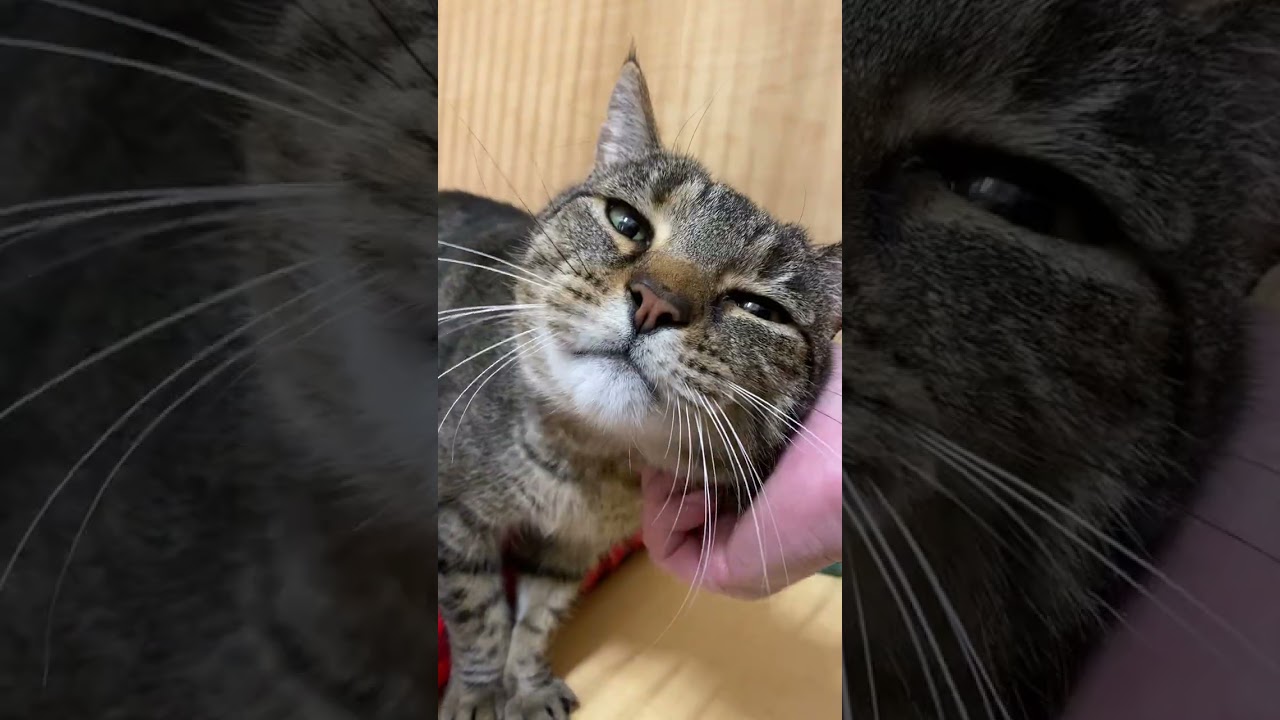 Enlarge Moose, a ADOPTABLE Domestic Short Hair in Woburn, MA video 2/2