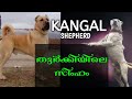 Kangal | തുർക്കിയിലെ സിംഹം | KANGAL dog Malayalam | Kangal dog facts in malayalam | Kang