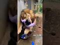 On Camera Lion Attacks Woman Inside Her House Trending Tiger Shortvideos