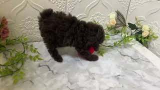 トイプードルの動画01