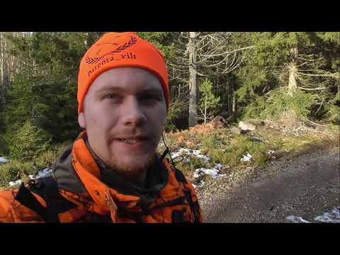 DREVJAKT - 5 hjort & 1 vildsvin!