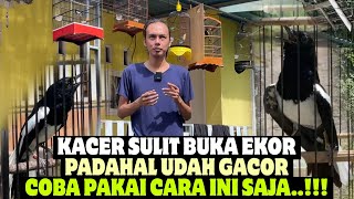 Download lagu KACER GACOR TAPI SUSAH BUKA EKOR, COBA PAKAI CARA INI SAJA mp3