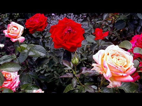 Обзор моего сада июнь 2019 Розы в разгаре цветения