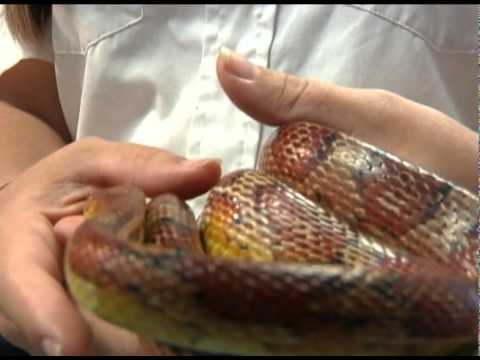 Venomous Snakes: Opening Videos.wmv