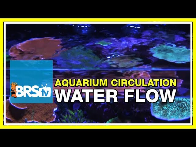 Week 9: Why flow is vital for a successful reef tank | 52 Weeks of Reefing #BRS160