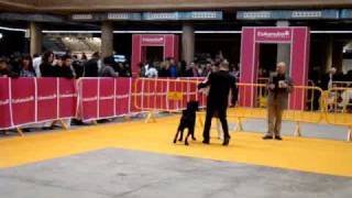 WW. CH. Desmo Del Antico Cerberus