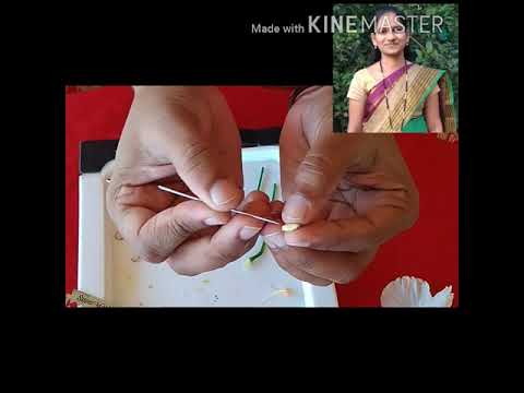 Flower dissection, showing male & female part of flower.