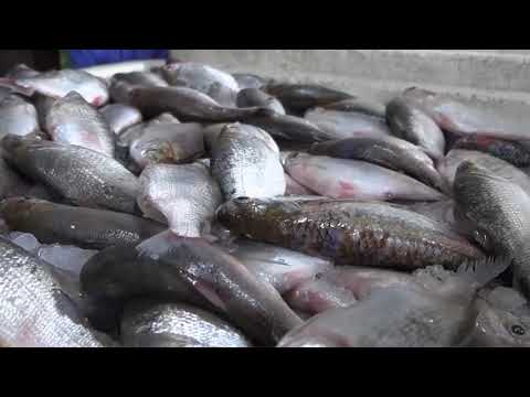 Chegada da quaresma aquece o comércio de pescado em Cruzeiro do Sul