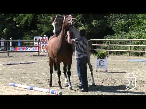 RD032 Hengstfohlen von Crumble   Con Air   Cor de la Bryère