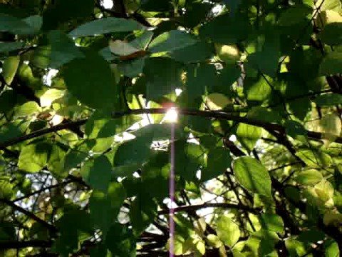 1 minute and 2 seconds in The Tiergarten, 11 Oct, 2008