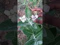 Vellai Erukkam