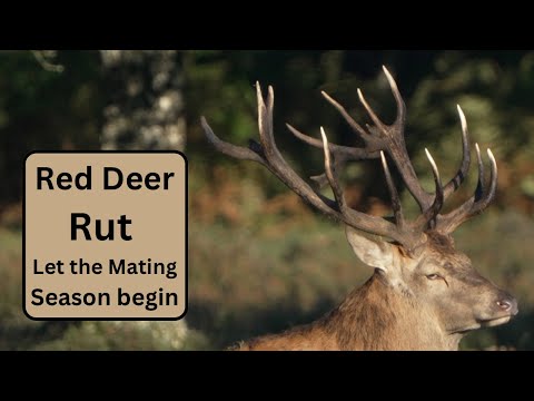 The Red Deer Rut Begins!