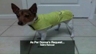 See Lisa Teachman's Well-Dressed Dog