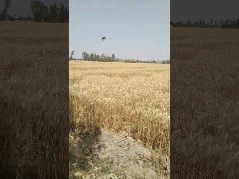  18 Acre Agricultural/Farm Land for Sale in Kheri, Lakhimpur Kheri