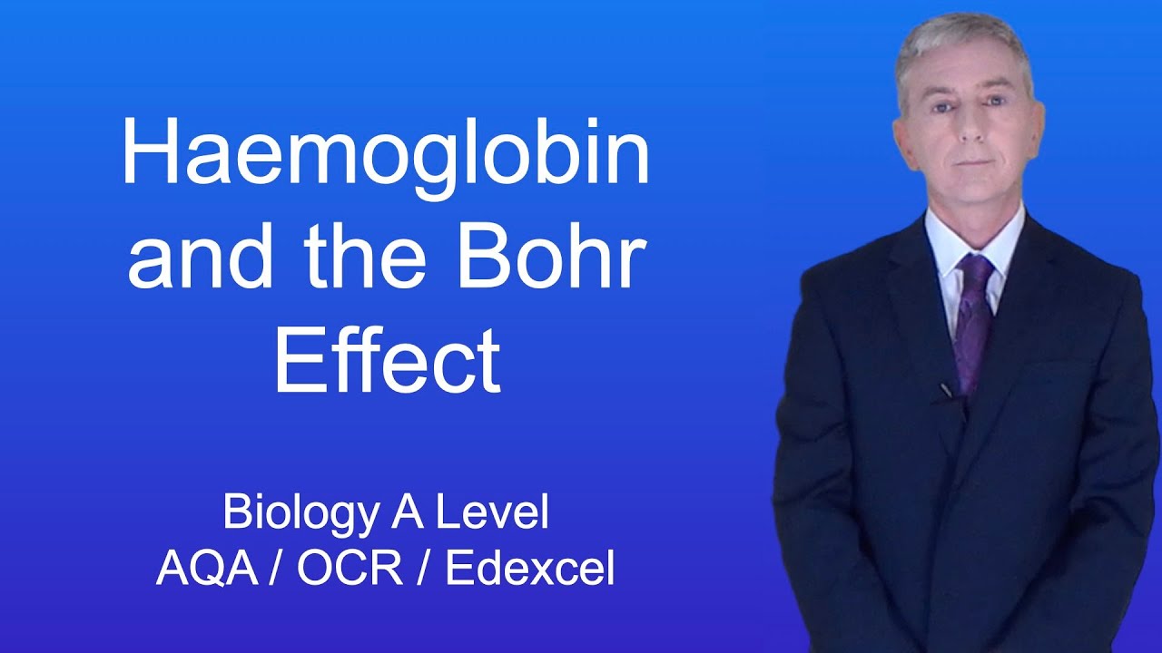A Level Biology Revision "Haemoglobin and the Bohr Effect"