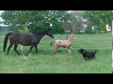 Mr. Riös (FS Mr Right x Kaiserjäger xx)