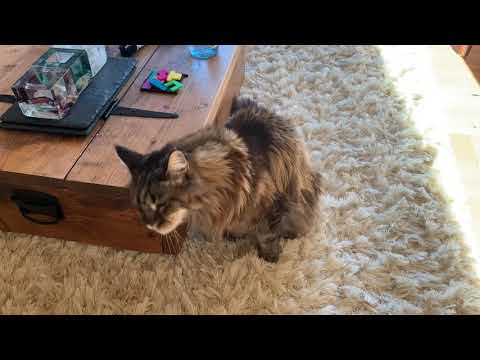 Maine Coon Cat Marks His Territory!