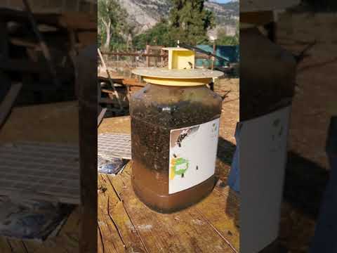 ENTERFLY della Vebi Garden