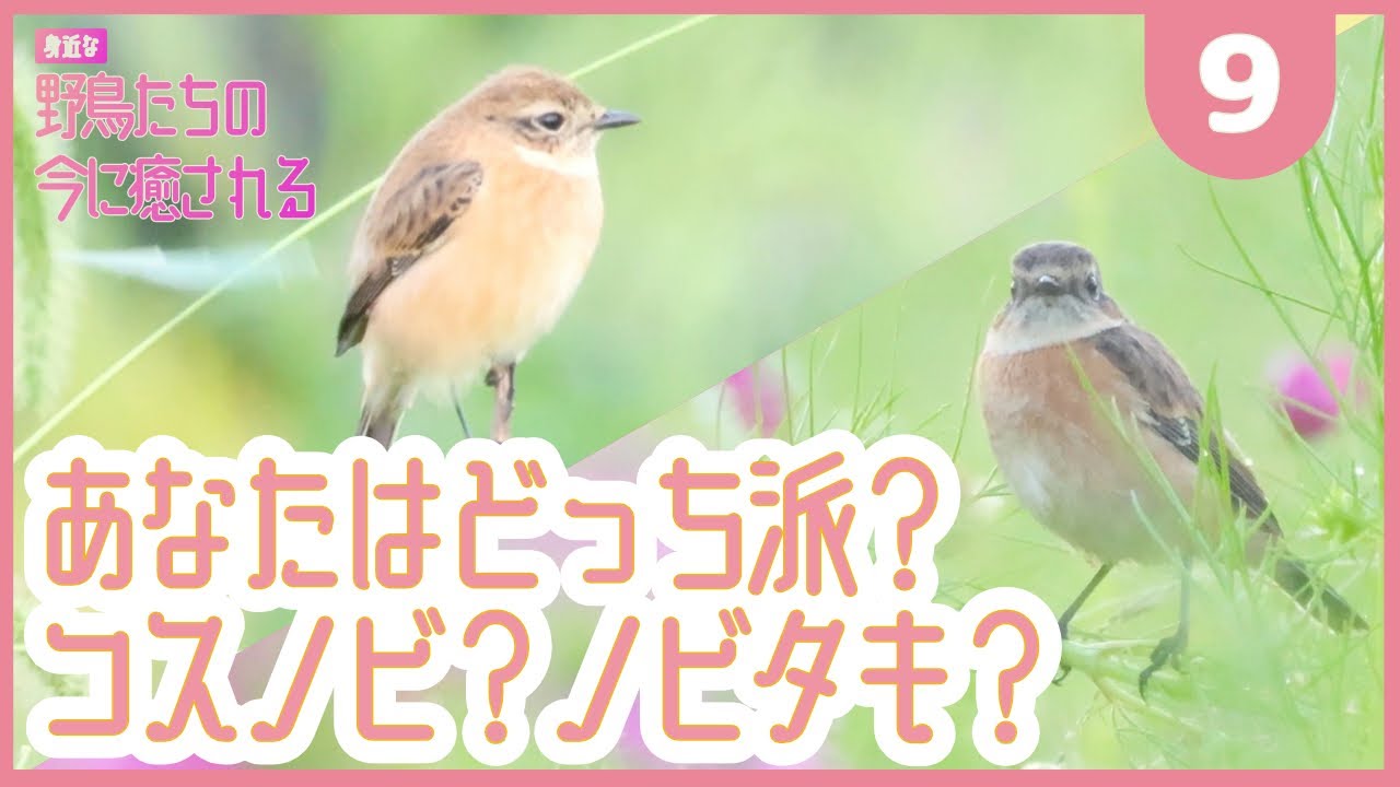 あなたはノビタキ派？コスノビ派？【秋の鳥❾/おさんぽ鳥見/2022/10/06/木】