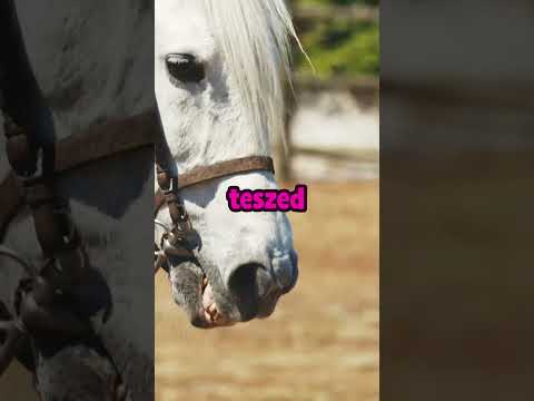 Min lovagolnál inkább? Elefánt vagy ló? #horse #elephant