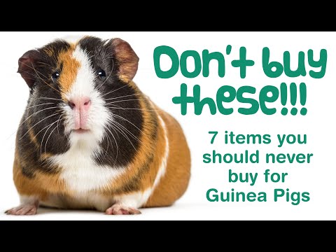 YouTube video about: Are salt wheels good for guinea pigs?