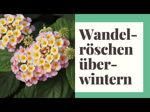 , title : 'Wandelröschen überwintern - Die richtige Pflege für den Winter'