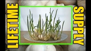 How To Grow GARLIC Endless Supply from Cloves Indoors at Home Forever