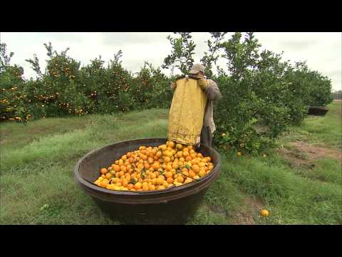 Harvesting Oranges
