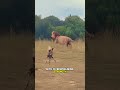 Male Lion Kills African Wild Dog Instantly With Powerful Bite  #wildlife #animals #predatorvsprey