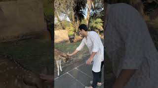 Download lagu deer at bhopal zoo 🦌💗❤️#deer #savewildlife #zoo #bhopal mp3 Download lagu deer at bhopal zoo 🦌💗❤️#deer #savewildlife #zoo #bhopal mp3