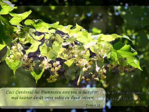 Numai Harul - Grupul Hava Maranatha